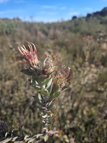 Leucospermum calligerum, photograph 4