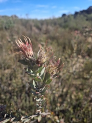 (c) marius, some rights reserved (CC BY) Leucospermum calligerum, photograph (c) marius, some rights reserved (CC BY)