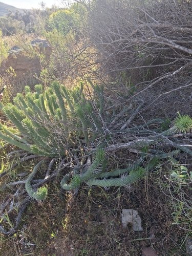 Euphorbia caput-medusae, photograph 6