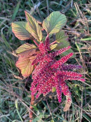 Amaranthus cruentus
