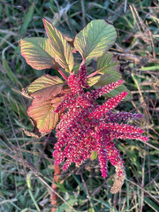 Amaranthus cruentus