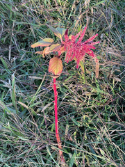 author not stated, no rights reserved Amaranthus cruentus, photograph author not stated, no rights reserved