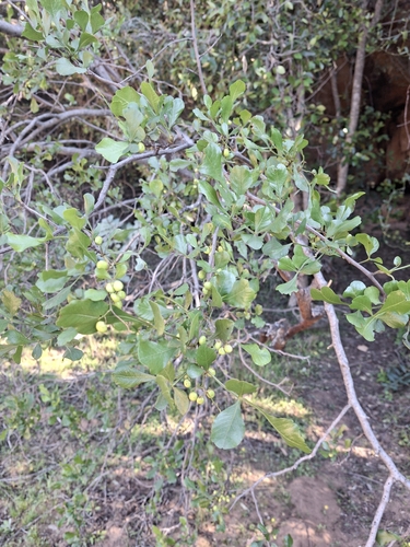 Searsia undulata, photograph 4