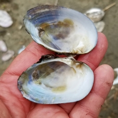 Alasmidonta undulata