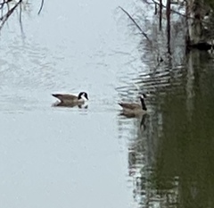 Branta canadensis