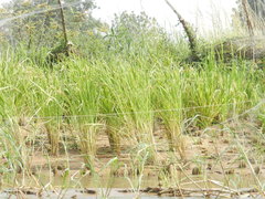 Oryza