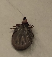 Dermacentor variabilis