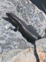 Egernia napoleonis