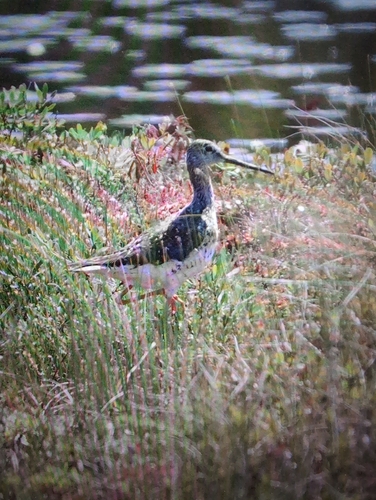 Greater Yellowlegs