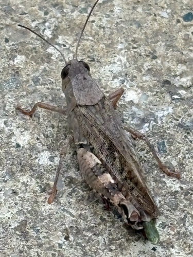 Italian locust