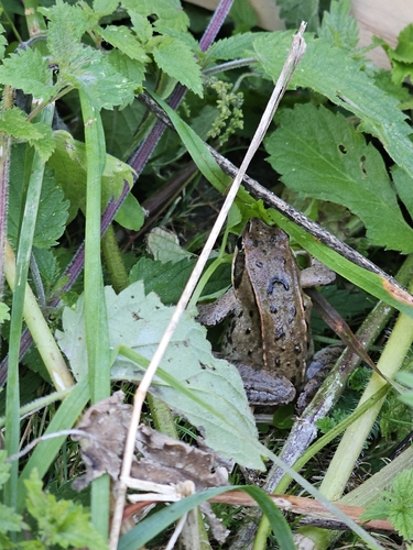 Moor Frog