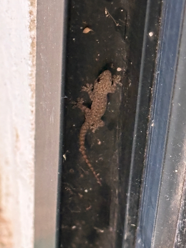 Hemidactylus frenatus observed 2026-08-25
