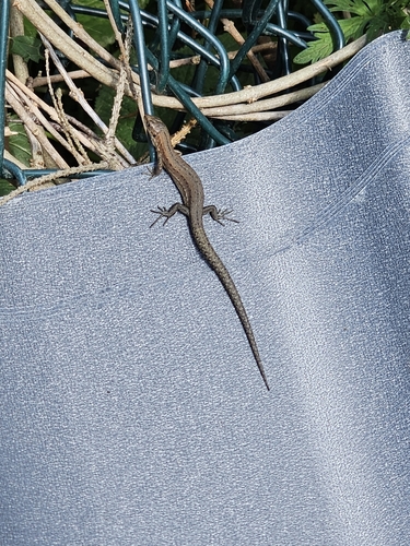 Viviparous Lizard