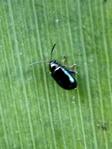 Aphthona observed 2026-08-26