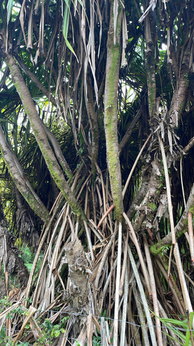Pandanus tectorius observed 2026-08-23