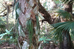 Vittaria lineata image