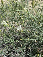 Calystegia longipes