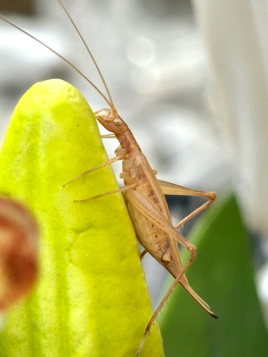 Italian Tree Cricket