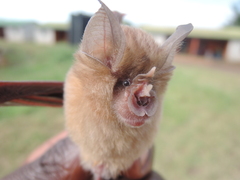 Rhinolophus landeri