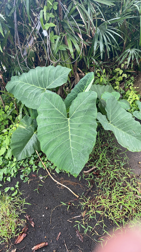 Xanthosoma robustum, 2026-08-24