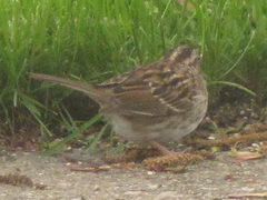 Zonotrichia albicollis