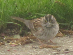 Zonotrichia albicollis