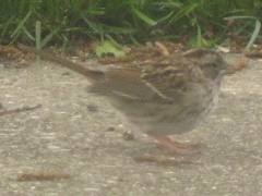 Zonotrichia albicollis