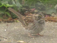 Zonotrichia albicollis