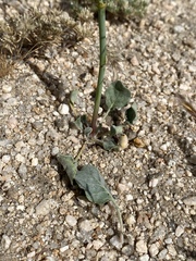 Eriogonum brachyanthum