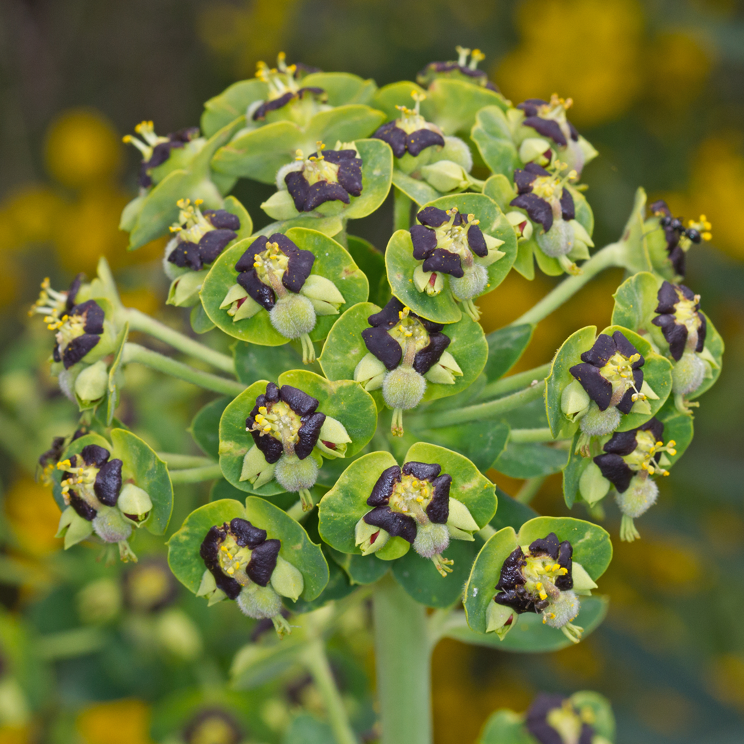Euphorbia characias ssp. characias