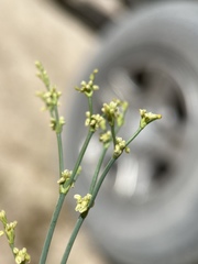 Eriogonum brachyanthum