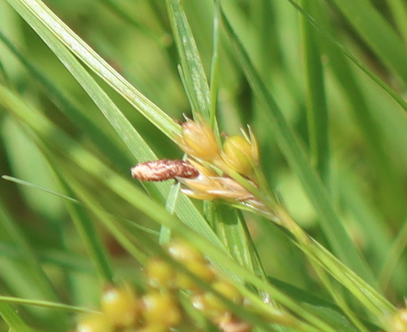 Coleophora concolorella