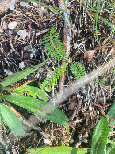 common yarrow