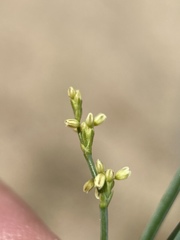 Eriogonum brachyanthum