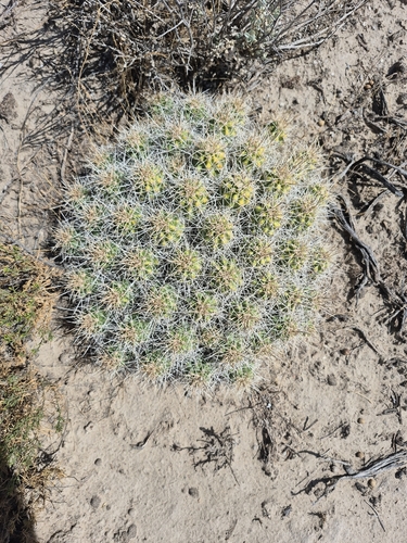 Mojave Kingcup Cactus