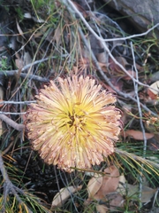 Banksia sphaerocarpa