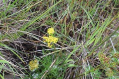 Lomatium caruifolium