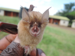 Rhinolophus landeri