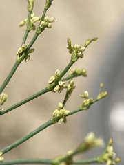 Eriogonum brachyanthum