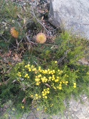 Banksia sphaerocarpa