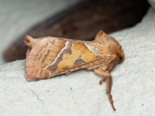 Orange Swift, photo 4 of 7