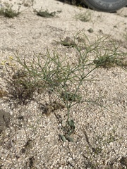 Eriogonum brachyanthum