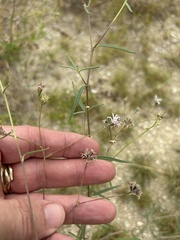 Palafoxia callosa, photograph (c) Sam Kieschnick, some rights reserved (CC BY)