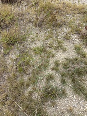 Palafoxia callosa, photograph (c) Sam Kieschnick, some rights reserved (CC BY)