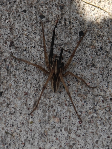 Rabid Wolf Spider