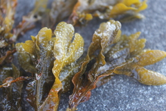 Fucus guiryi