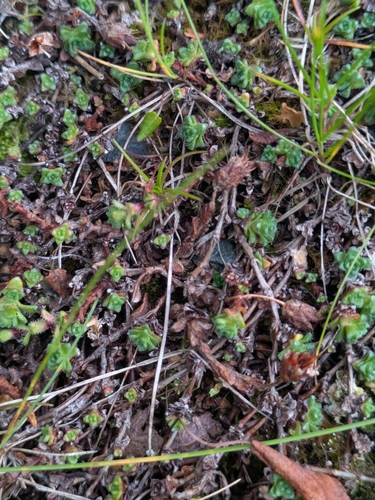 Purple Saxifrage
