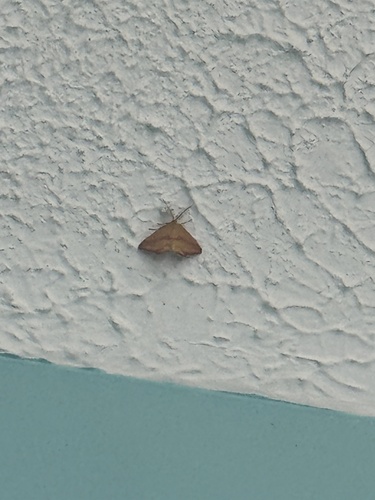 Chickweed Geometer Moth