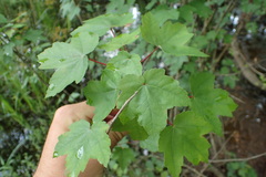 Acer rubrum drummondii