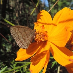 Caeruleuptychia helena